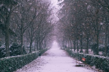 winter landscape in the park, trees in winter day