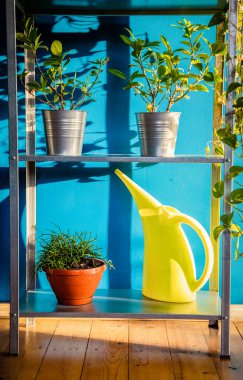 Evin içinde bitki yetiştirme, bahçe işleri.