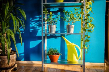 Evin içinde bitki yetiştirme, bahçe işleri.