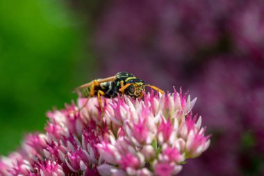 Pembe bir çiçeğin nektarını yiyen eşek arısı.