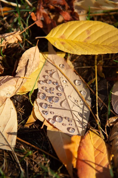 Große Tautropfen Auf Umgefallenen Blättern — Stockfoto