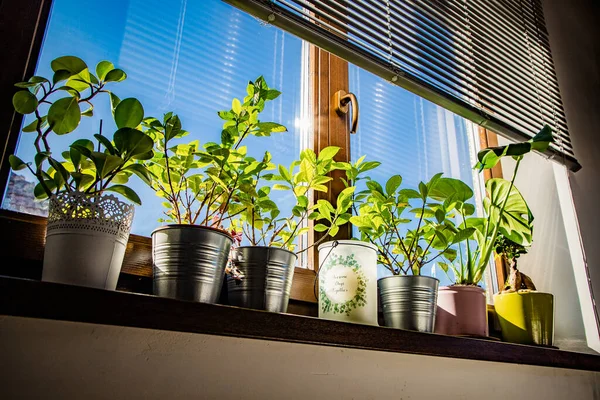 Menanam Tanaman Rumah Dalam Rumah Berkebun — Stok Foto