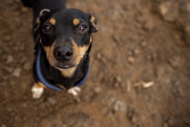 Siyah ve kahverengi köpek çamurun içinde duruyor ve kameraya bakıyor.