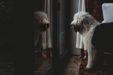 Old English Sheepdog puppy dog looking at reflection in glass door clipart