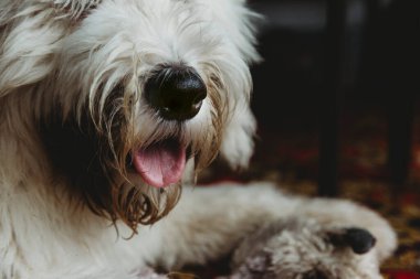 Eski İngiliz çoban köpeğinin pis burnunu ve pembe dilini kapat.