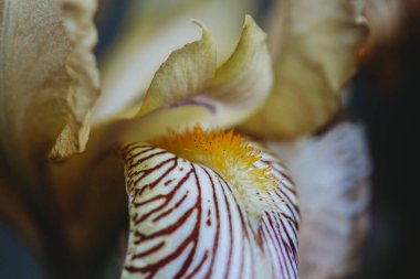 Turuncu sakallı ve mor çizgili sarı kremalı iris 'e yaklaş.