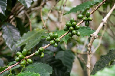 Yeşil yağmur ormanı Tijuca Parkı 'ndaki yeşil kahve çekirdekleri.