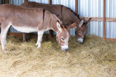 Bir yaz günü Michigan 'da bir çiftlikte iki eşek.