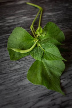Ev bahçesinden toplanmış yeşil fasulyeler.