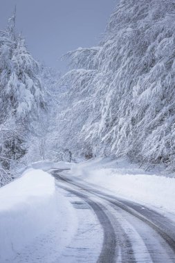 Karlı ormanda yüksek dağ yolu