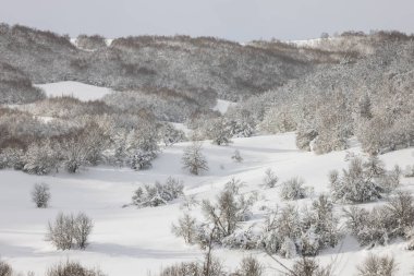 Picos de Europa Ulusal Parkı 'ndaki karlı orman