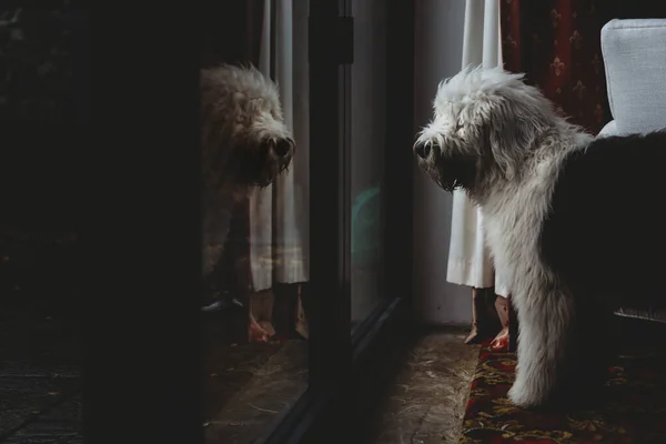 Old English Sheepdog puppy dog looking at reflection in glass door