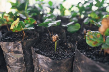 Kahve bitkileri ekilmeden önceki ilk aşamalarında