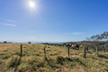 Güneşli bir günde çiftliğe giden sığırlar.