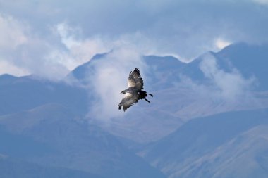 Ekvador 'daki And Dağlarının Üzerinde Siyah Göğüslü Şahin Kartal