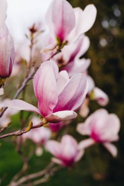 Doğadaki ilk pembe bahar çiçeği.