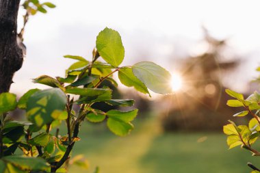 Doğadaki ilk bahar yaprakları