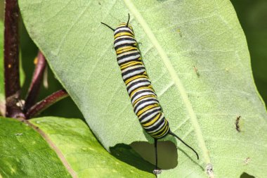 Kral Kelebeği Tırtılının Yaprak Yemesi
