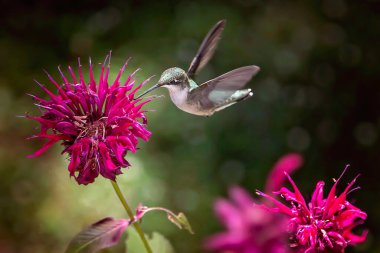 Hummingbird In Flight Feeding On Bee Balm clipart