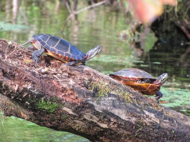 İki Kaplumbağa bir kütükte güneşleniyor.