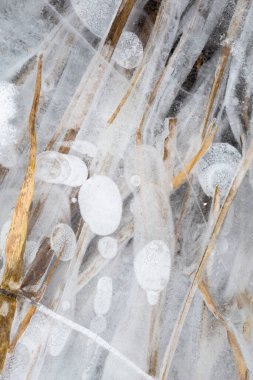 Kış buzu donmuş gölde bitkiler parktaydı.