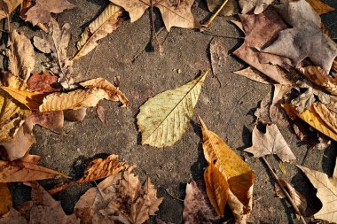 Parkta sonbaharda kirli zemini kaplayan solmuş sarı yaprakların üst manzarası