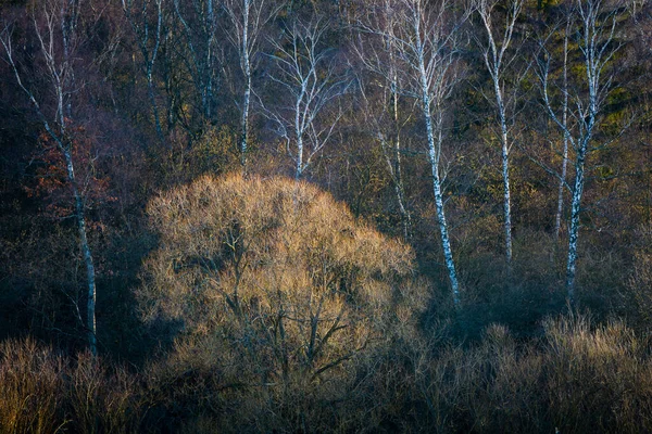 Árvores Incríveis Outono Bela Paisagem — Fotografia de Stock