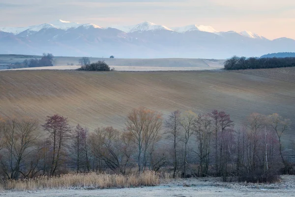 雪と木の美しい風景 — ストック写真