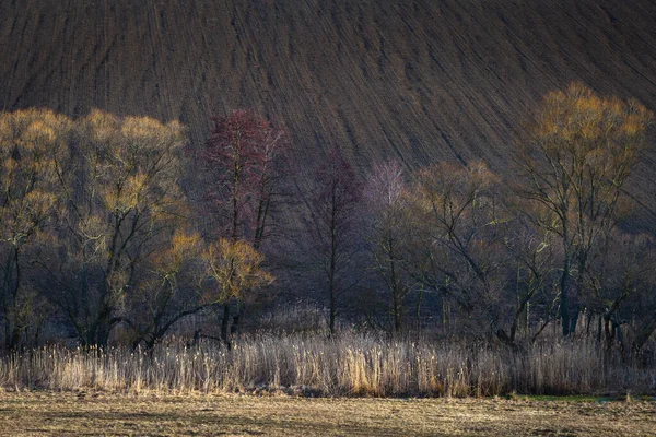 Niesamowite Drzewa Jesienią Krajobraz Leśny — Zdjęcie stockowe