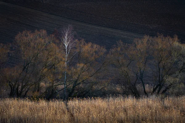 가을의 나무들 — 스톡 사진