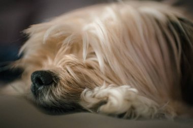 Küçük teriyer köpek burnunun yakın fotoğrafını çek.
