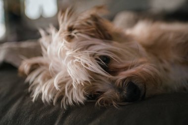 Uyuyan teriyer köpeği kanepede dinleniyor