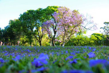 İlkbaharda Jacaranda Ağaçları ve Çiçekleri