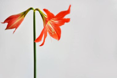 Gri arka planda parlak kırmızı bir hippeastrum.