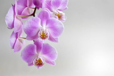 Çiçek açan bir orkide filizi. Gri bir arka planda yakın plan çekilmiş.