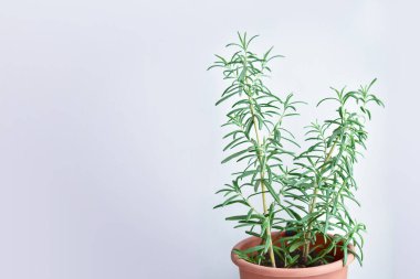 Taze yeşil biberiye, gri arka planda bir tencerede