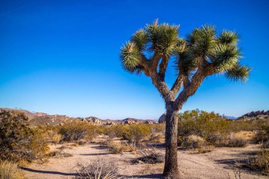 Joshua Tree Ulusal Parkı 'nda Joshua Trees