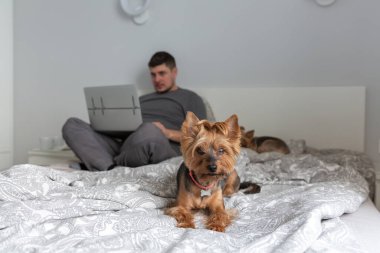 Yatakta dizüstü bilgisayarın arkasında çalışan bir adam, yakınlarda yatan köpekler,