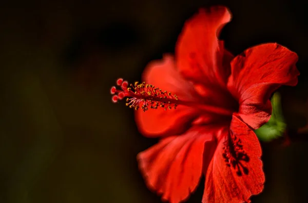 美しい色鮮やかな花を閉じます 花の背景 — ストック写真