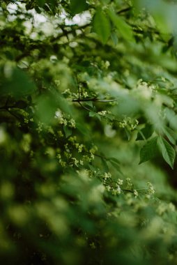 İlkbaharda çiçek açan ağaç