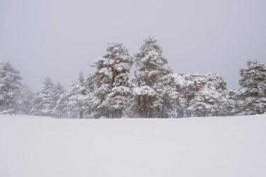 Sierra de Guadarrama, Madrid, İspanya 'da kış ağaçlarının manzarası