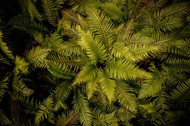 Yeşil eğreltiotu bitkisi. Yaratıcı tropikal yeşil bir orman..