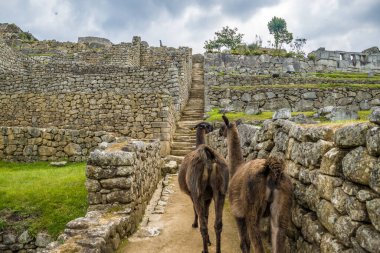 Ilamas en la ciudadela machu picchu