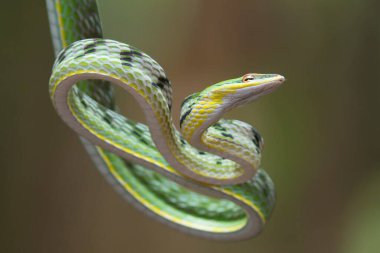 Ağaç dalındaki Asya sarmaşık yılanının yakın fotoğrafını çek.