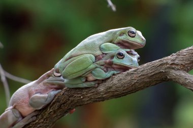 Ağaç dalında Avustralya beyaz ağaç kurbağaları
