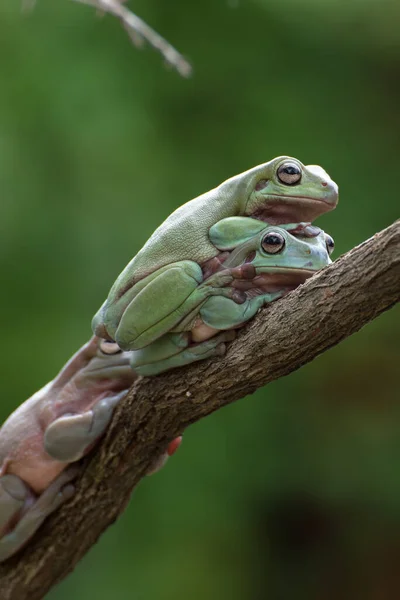 Australian White Tree Frogs Tree Branch — Stock Photo, Image