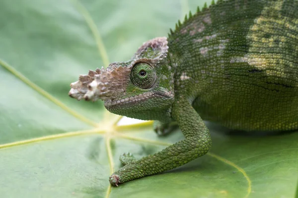 Balıkçı bukalemunu ağaca tünemiş.