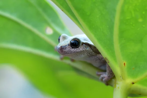 나뭇잎에 개구리 — 스톡 사진