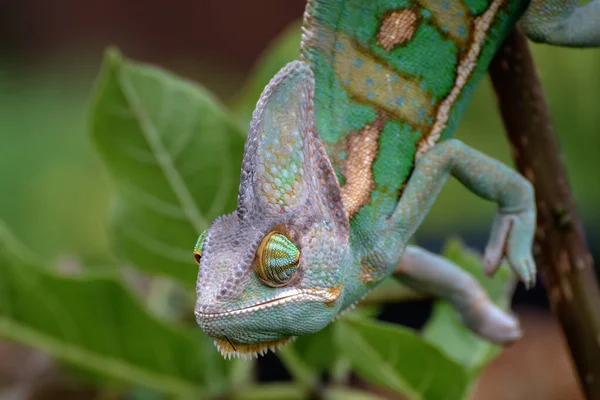 Photo Rapprochée Visage Caméléon Voilé — Photo