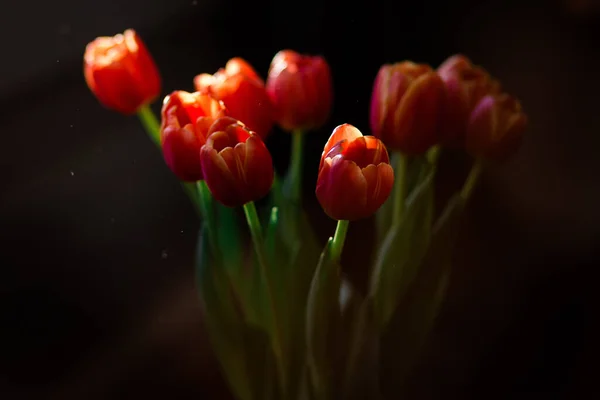Bukiet Tulipanów Słońcu Pyłkami Kurzu — Zdjęcie stockowe